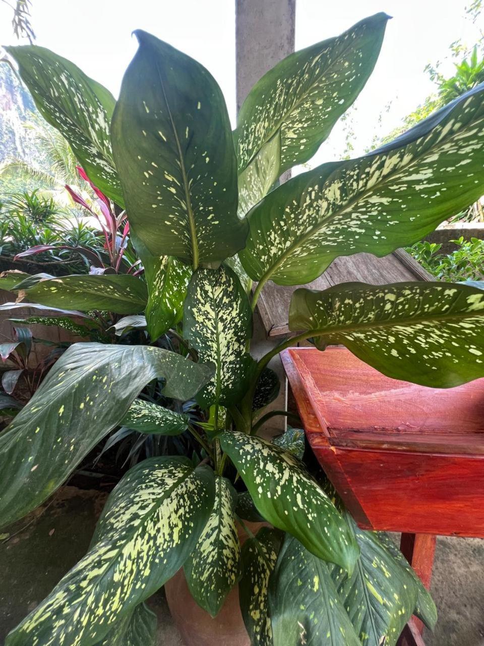 Nongkhiaw Meexai Guesthouse מראה חיצוני תמונה